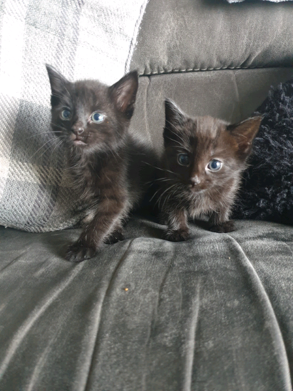 Kittens in Methil, Fife Gumtree