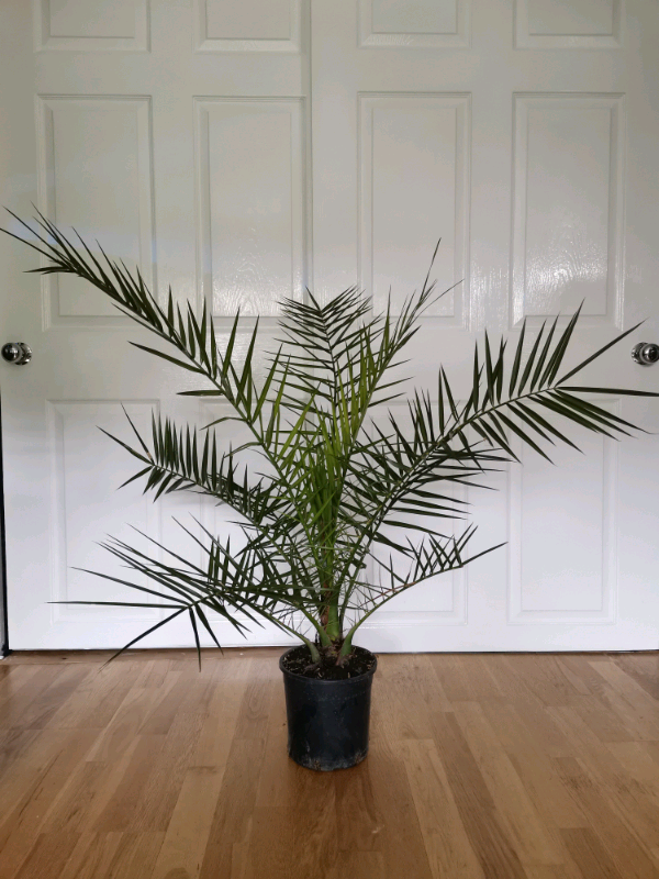 Phoenix palm tree evergreen plant for indoor/outdoor in Stenhousemuir, Falkirk Gumtree