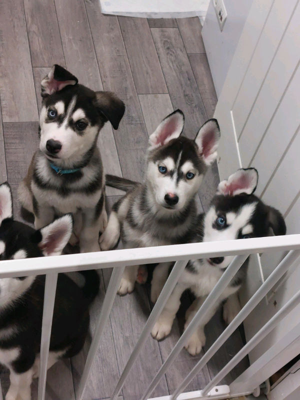 Siberian Huskie Puppies 1000 In Lostock Hall Lancashire Gumtree