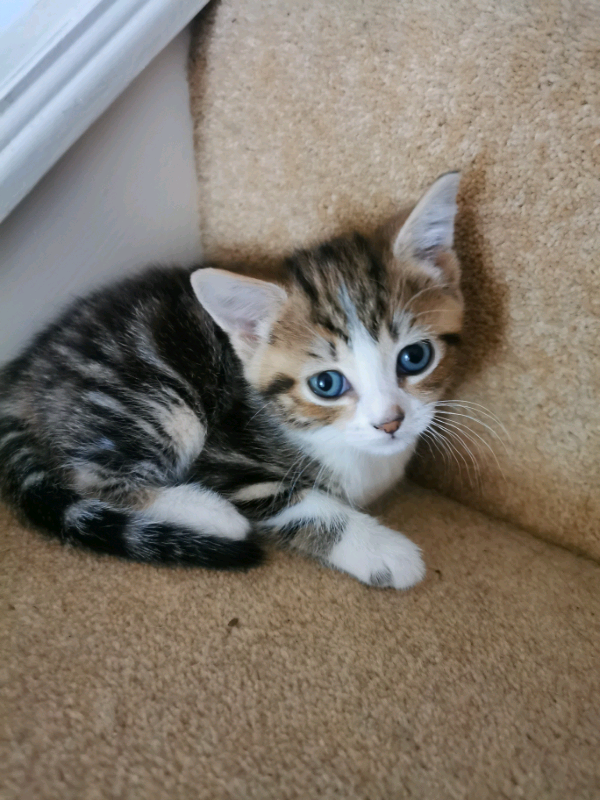 Female kitten for sale in Swadlincote, Derbyshire Gumtree