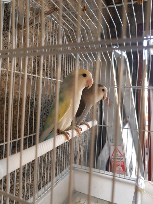 Birds. | in County Antrim | Gumtree