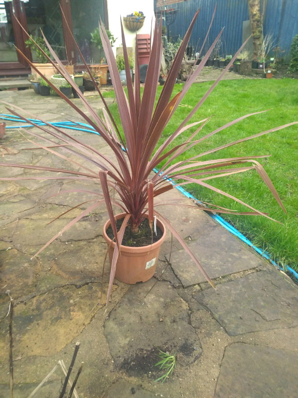 Palm tree in plant pot in Sileby, Leicestershire Gumtree