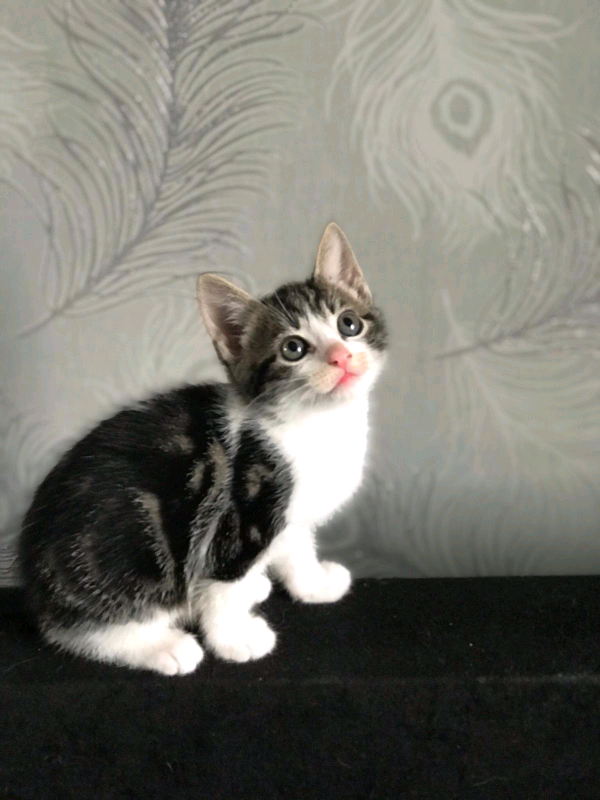 Adorable kittens for sale in Manchester Gumtree