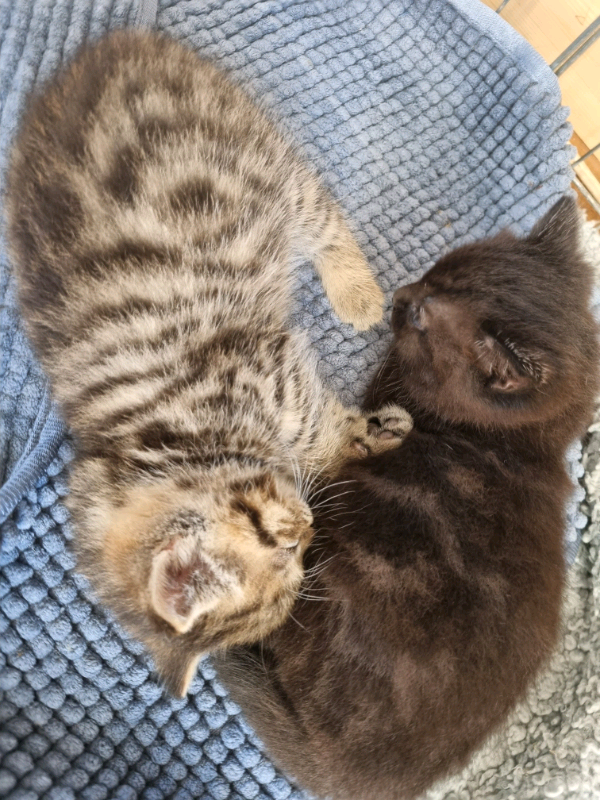 2 tabby boy kittens in Coalville, Leicestershire Gumtree