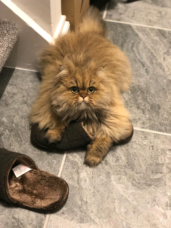 Gold Persian Chinchilla in Pentwyn, Cardiff Gumtree
