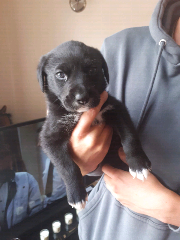 Labourdor cross lurcher puppy for sale in Abertillery, Blaenau Gwent