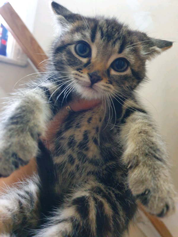 maine coon cross bengal fluffy kittens lots of colours in Didsbury, Manchester Gumtree