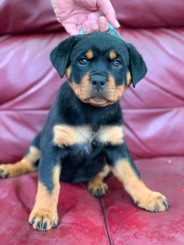 Rottweiler Puppies For Sale Near Me Uk