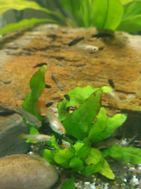 Baby guppies and mollies 