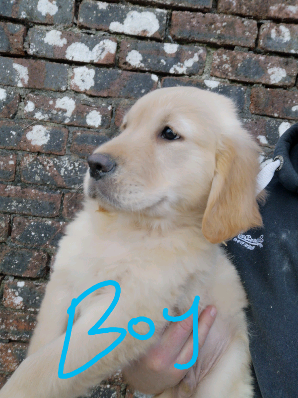 KC GOLDEN RETRIEVER PUPPIES | in Carmarthen ...