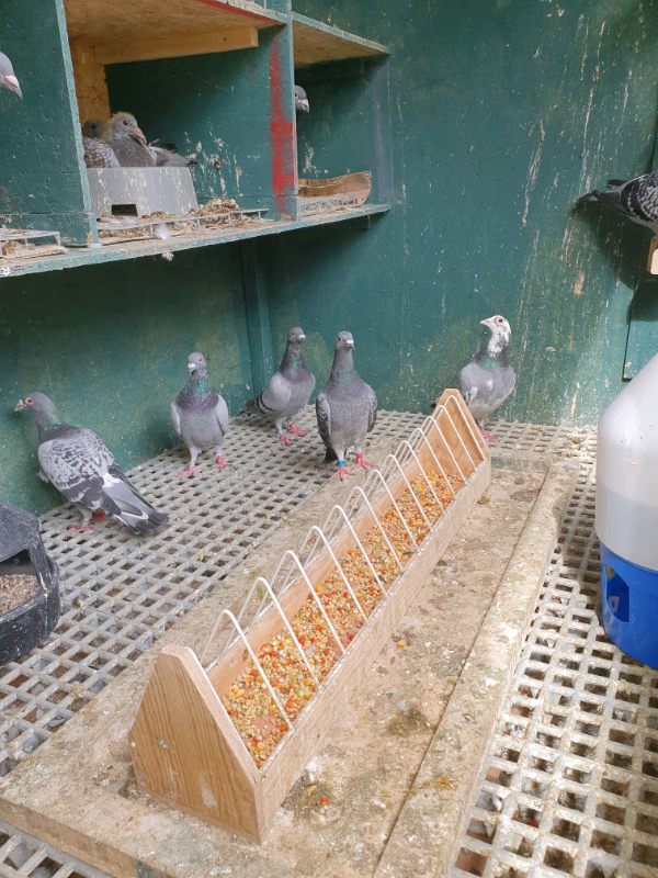 Racing pigeons for sale in Northolt, London Gumtree