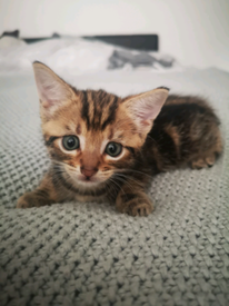 Cats for sale in Leeds, West Yorkshire - Gumtree