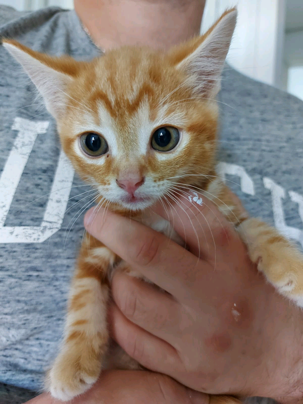 Ginger kittens SOLD | in Penlan, Swansea | Gumtree