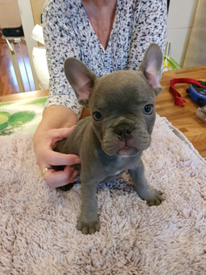 French Bulldog Puppies In Scotland Dogs Puppies For Sale Gumtree