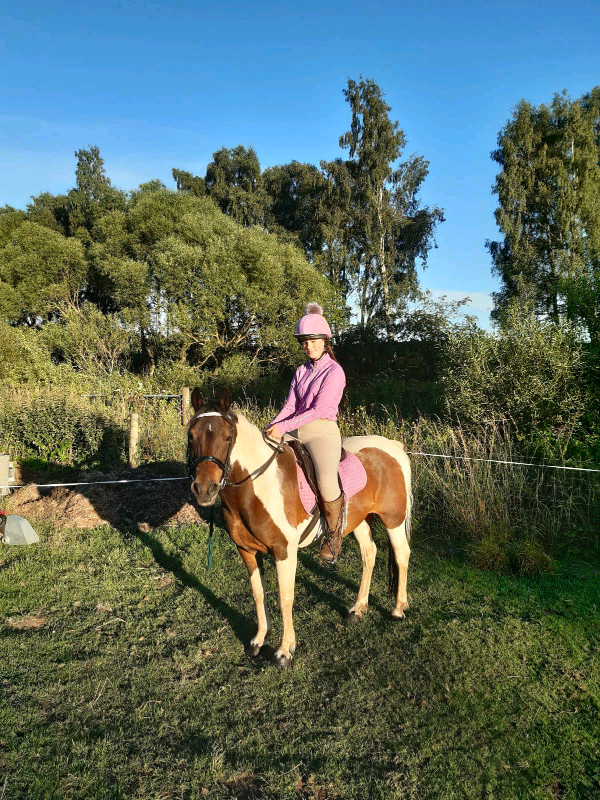 13.2hh Skewbald Pony for Sale in Perth, Perth and Kinross Gumtree