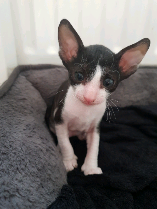 37 Cornish Rex Kittens Available Photos – Pet My Favourite
