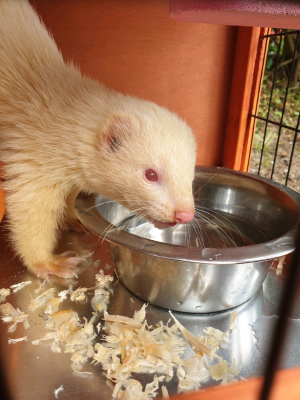 2 MALE ALBINO FERRETS FOR SALE. in East Kilbride, Glasgow Gumtree