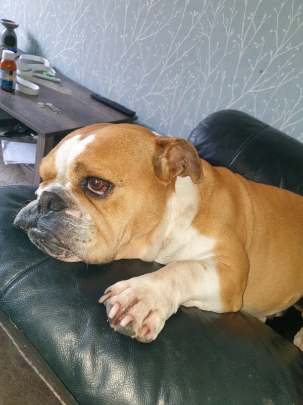 Beautiful english bulldog female in Fleetwood, Lancashire Gumtree