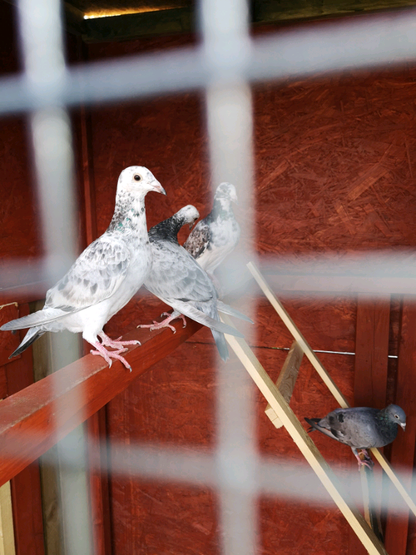 Racing pigeons in Hatfield, Hertfordshire Gumtree