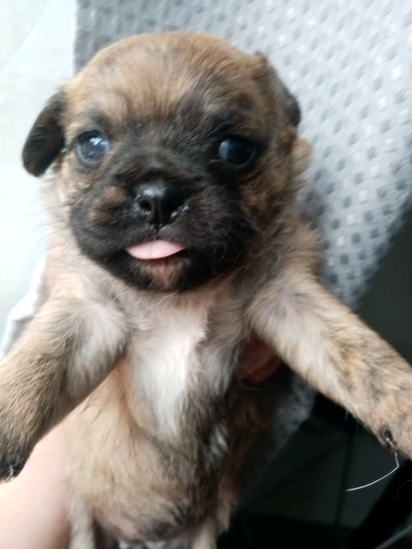Pug a poo puppys for sale in Huntingdon, Cambridgeshire Gumtree