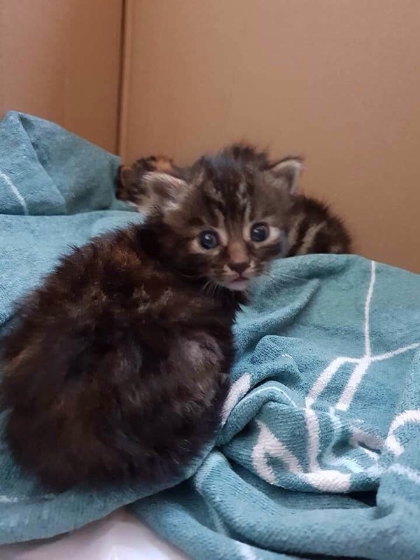 Female kitten for sale in Turriff, Aberdeenshire Gumtree