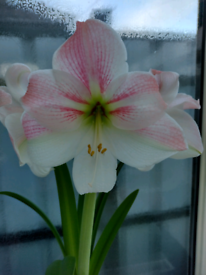 Beautiful Large Mature Potted Indoor Spring Flowering Amaryllis!! 
