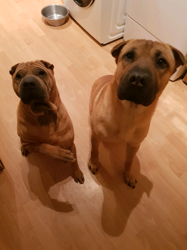 Dogs for sale in Hull, East Yorkshire Gumtree