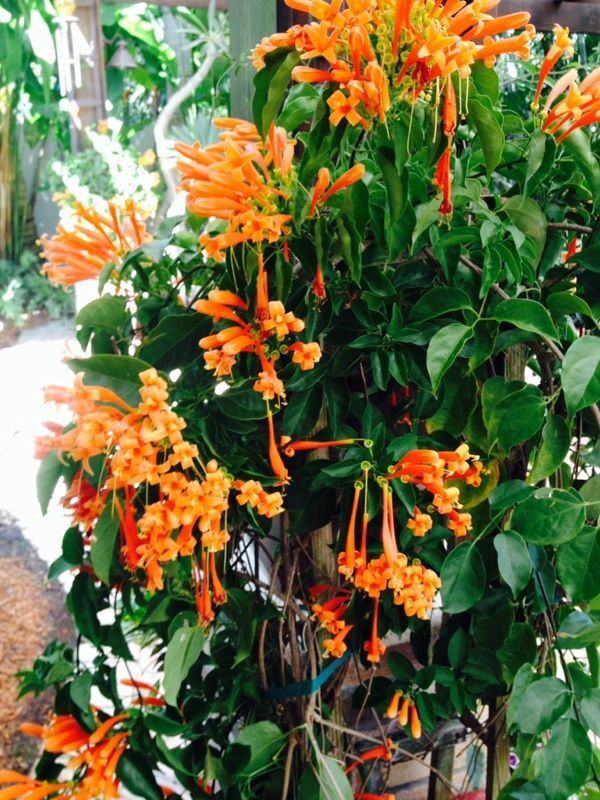 ~~FLORIDA FLAME~~Phyrostegia Vine SMALL Rooted Starter Plant~Hummingbird Heaven!