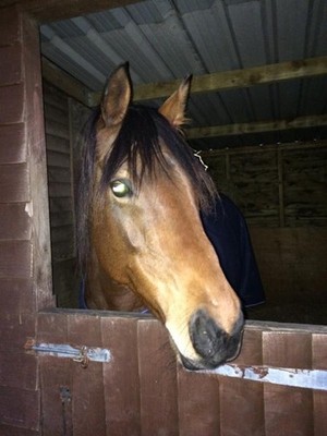 Charity Rainbow Bridge Equine Rescue