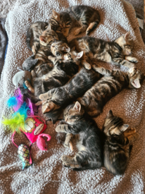 Pedigree British Shorthair Supreme Champion Line Kittens In Bridgend Gumtree