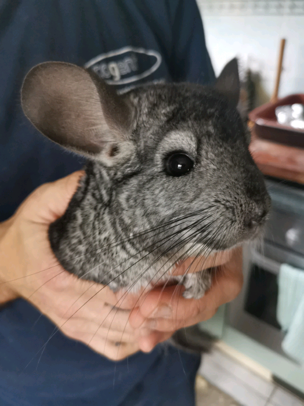Chinchillas in Richmond, London Gumtree