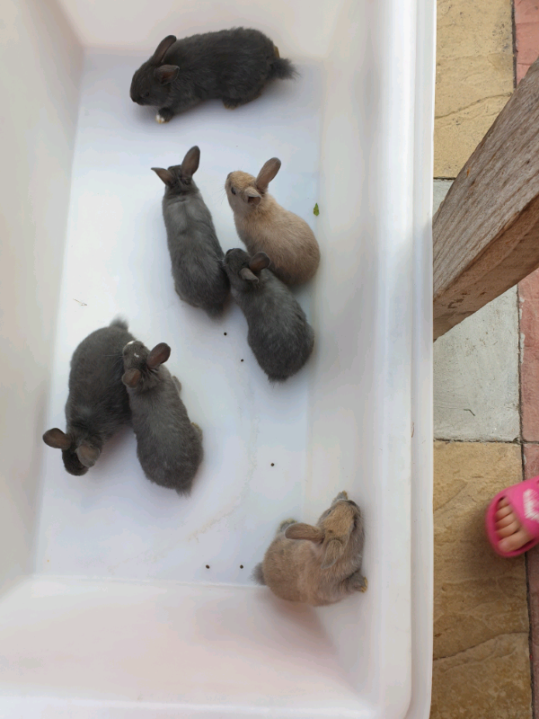 Rabbits for sale in Newham, London Gumtree