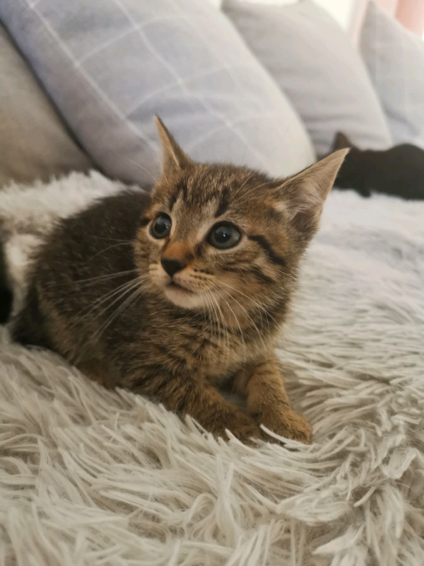 Mixed litter of kittens in Cardiff City Centre, Cardiff Gumtree