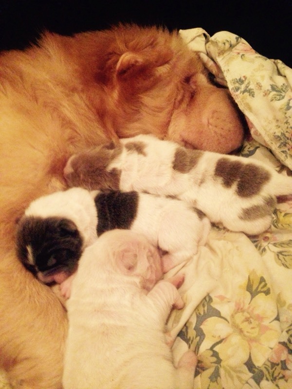 Extremely rare flowered bear coat Shar pei puppies in Bradford, West