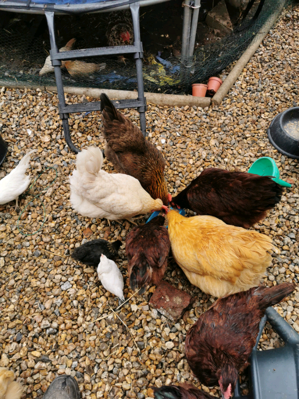 Pure Breeds Of Chickens For Sale In South East London In Greenwich London Gumtree