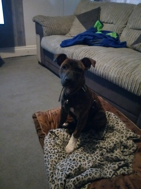 Staffy puppy in Newtown St Boswells, Scottish Borders Gumtree