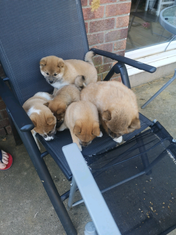 Japanese Shiba Inu | in Newmarket, Suffolk | Gumtree