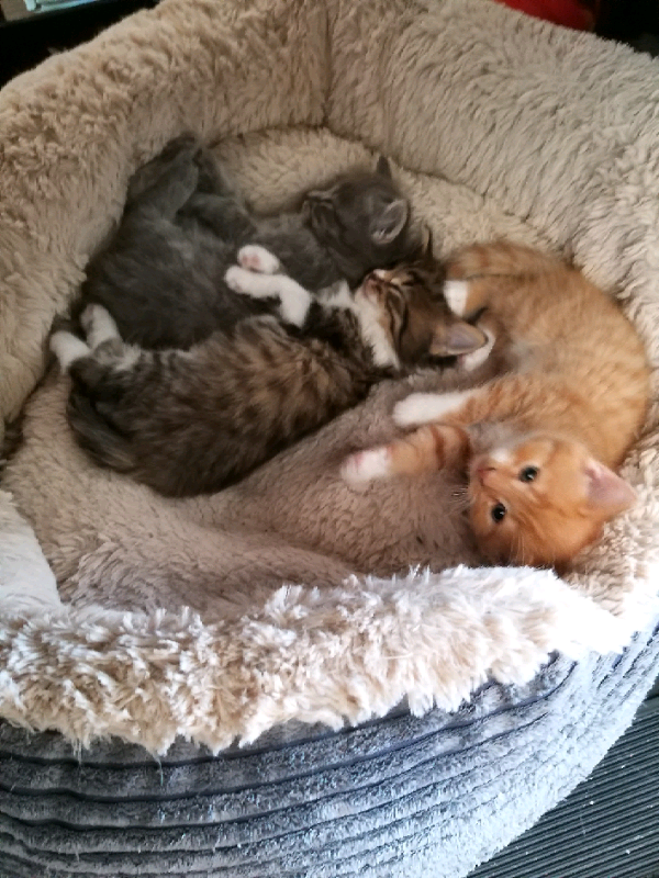British Shorthair X Maine Coon Kittens In Ayr South Ayrshire