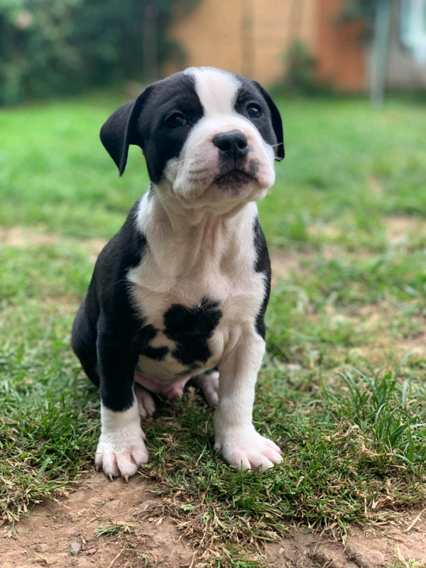 79+ Black And White Boxer Puppy For Sale l2sanpiero
