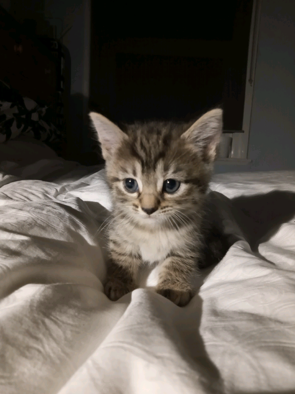 4 Kittens to sell | in South Norwood, London | Gumtree
