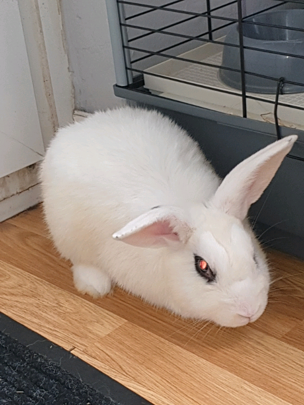 2 white rabbits free to good home in Falkirk Gumtree