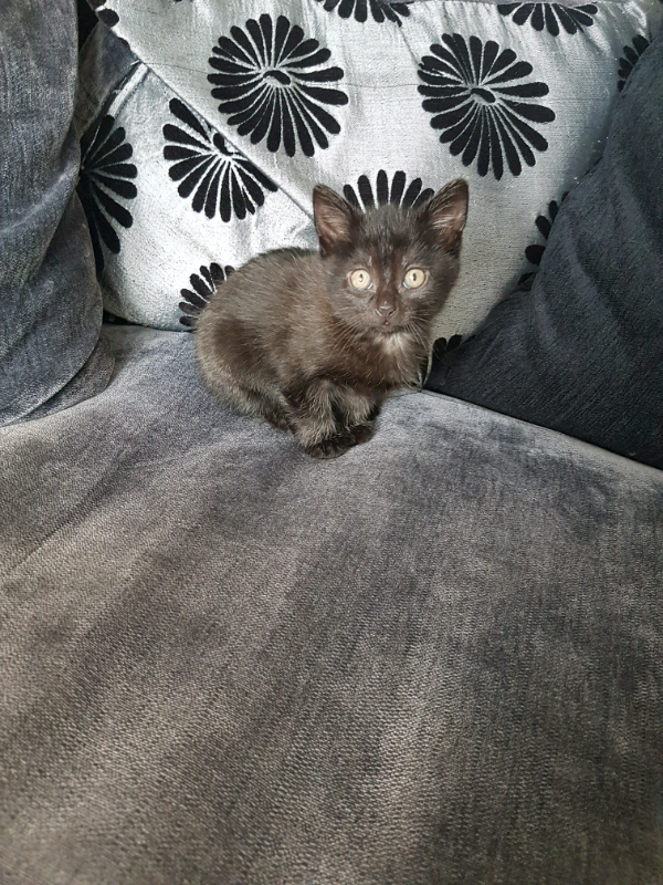 Female kitten in Fraserburgh, Aberdeenshire Gumtree