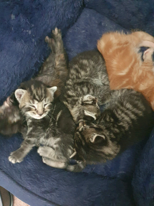 Lovely kittens for sale | in Dunscroft, South Yorkshire | Gumtree