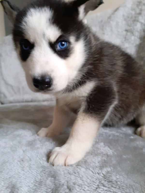 Siberian husky puppies in Huthwaite, Nottinghamshire Gumtree