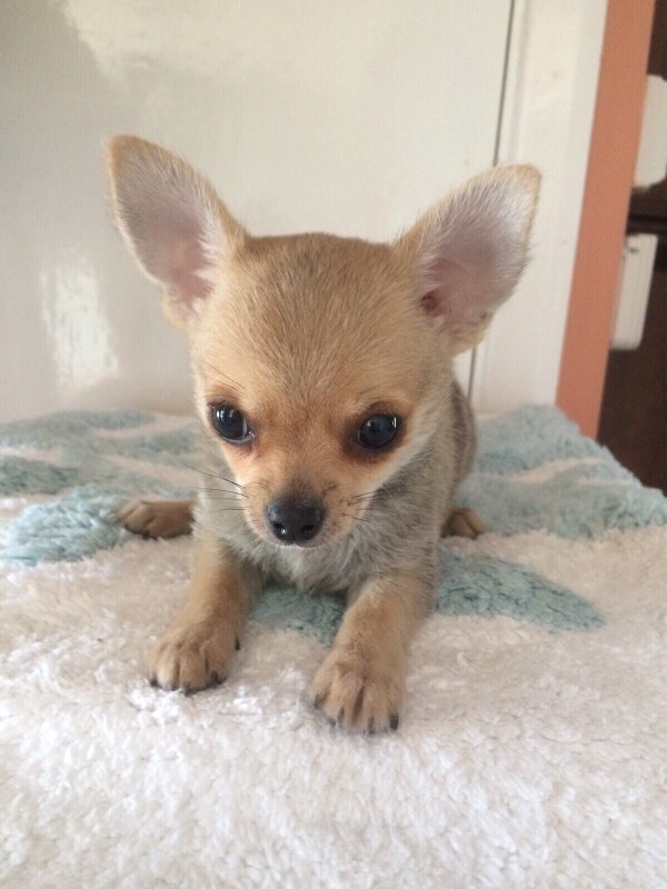 Chihuahua puppies | in Chelmsford, Essex | Gumtree