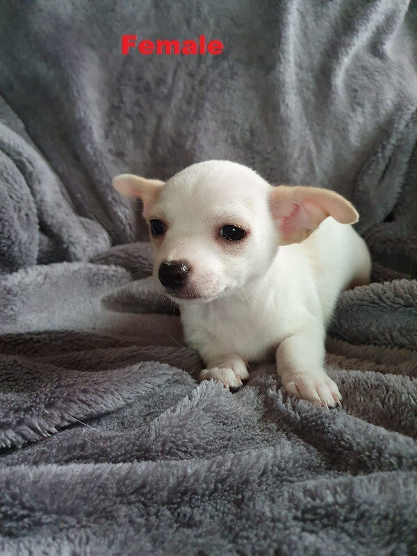 Jackawawa Puppy For Sale | in Brighton, East Sussex | Gumtree