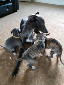 Whippet Dogs Puppies For Sale Gumtree