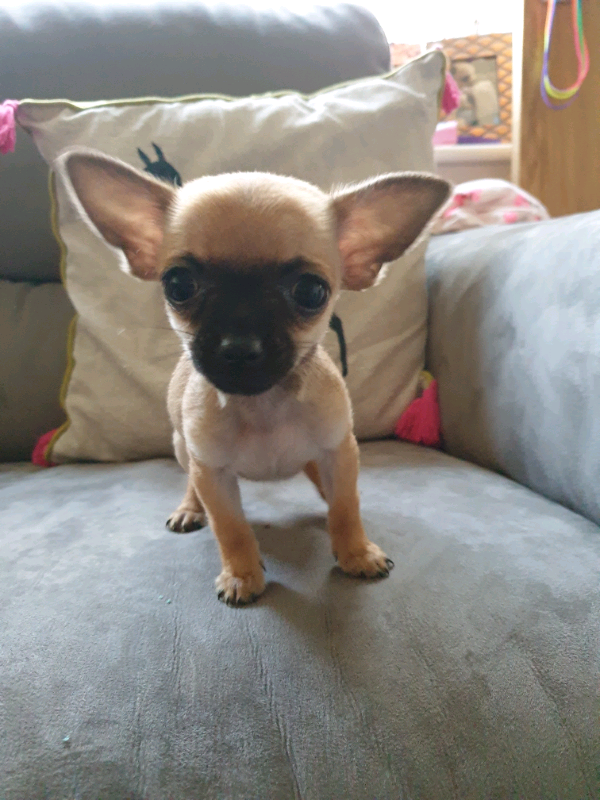 Pedigree Teacup Chihuahua Puppies For Sale. Tiny & Ready