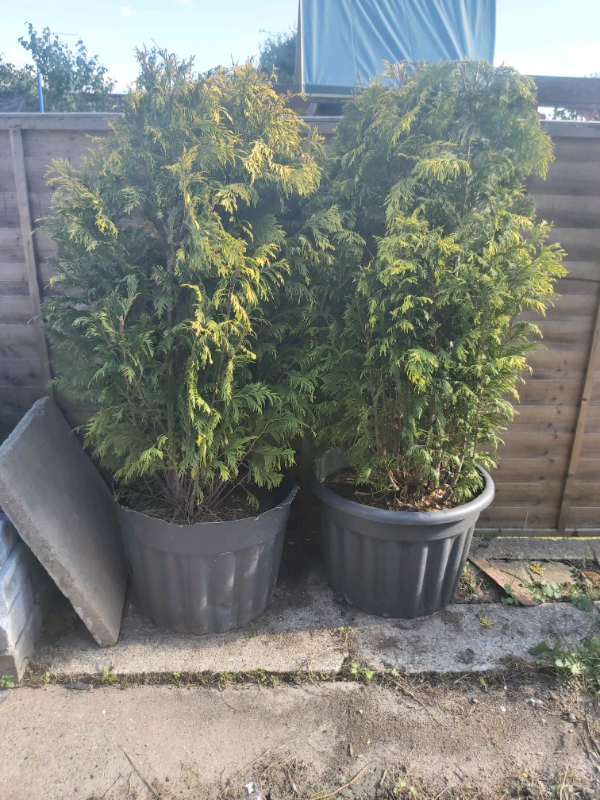 2 large conifers in very large pots in Calcot, Berkshire Gumtree