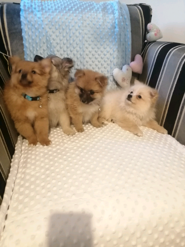 11 weeks old pomeranian puppies in Darlington, County Durham Gumtree